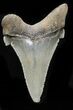 Serrated Angustidens Tooth - Megalodon Ancestor #32974-1